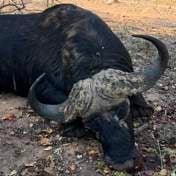 Omgekrapte Kruger-buffel in Marloth Park geskiet n&aacute; hy veldwagters, voertuie bestorm